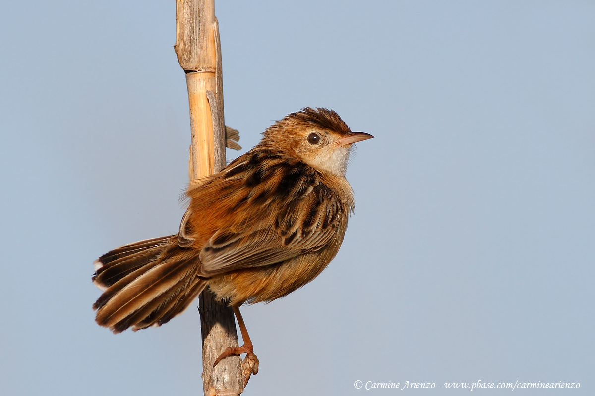 Beccamoschino clonato