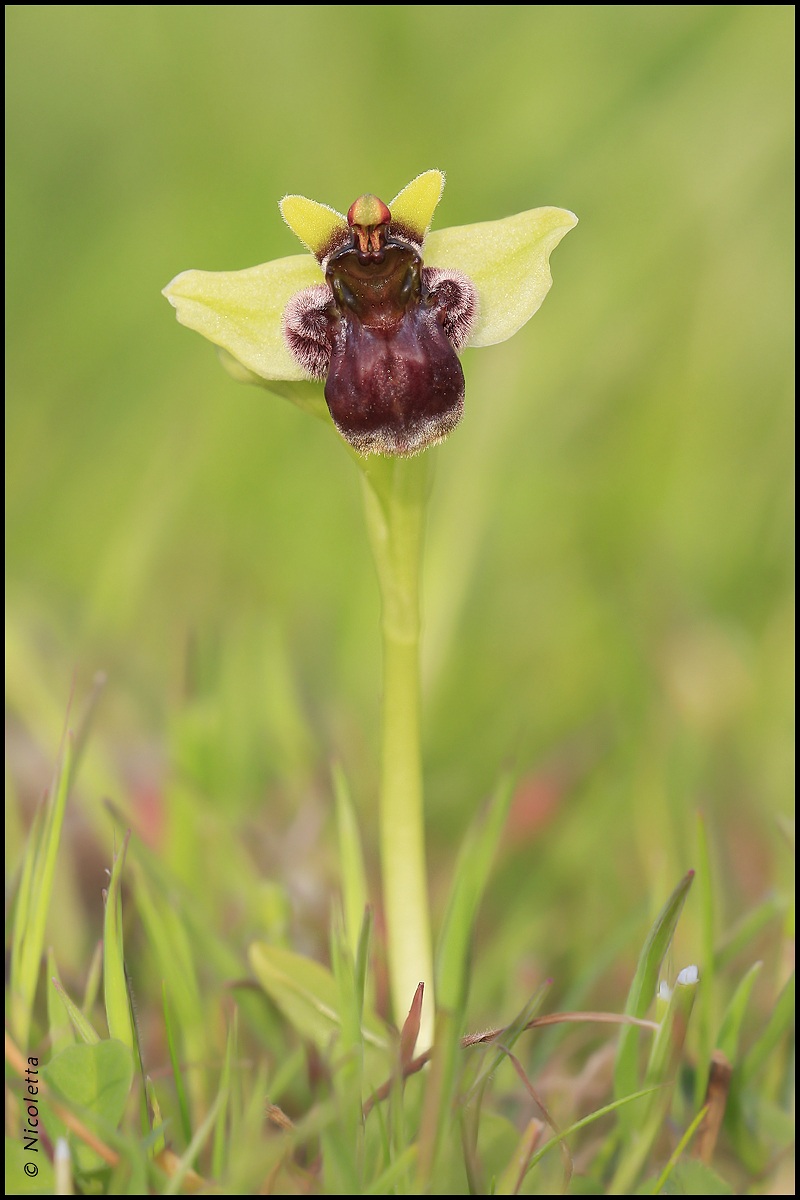 Ophrys Bombiflora
