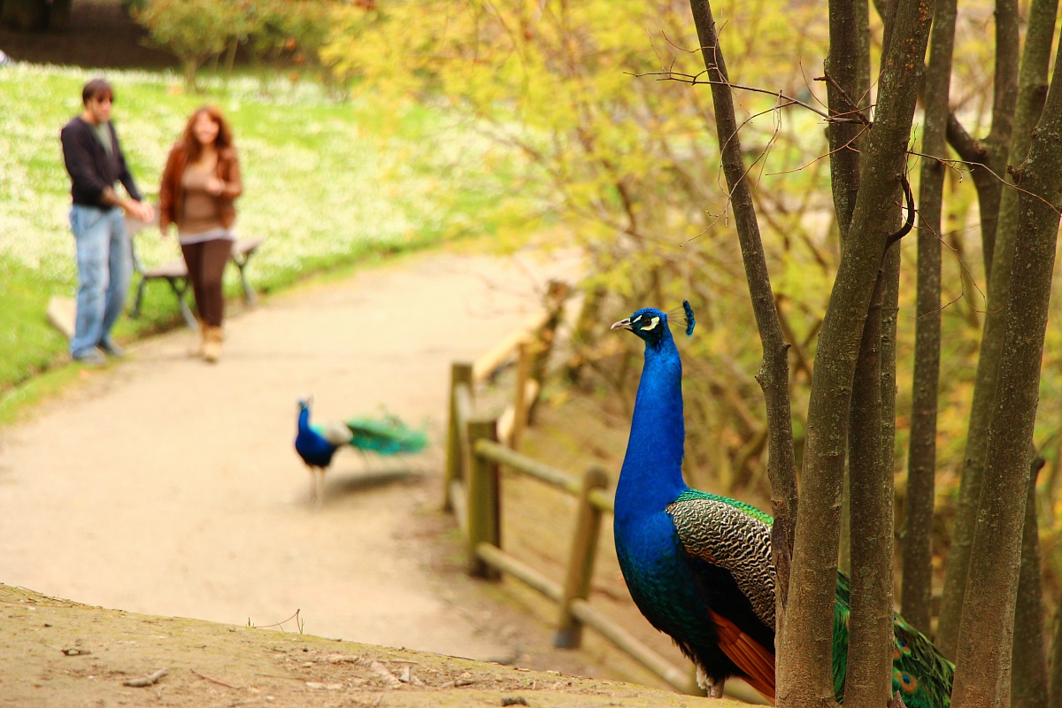 an indifferent beauty