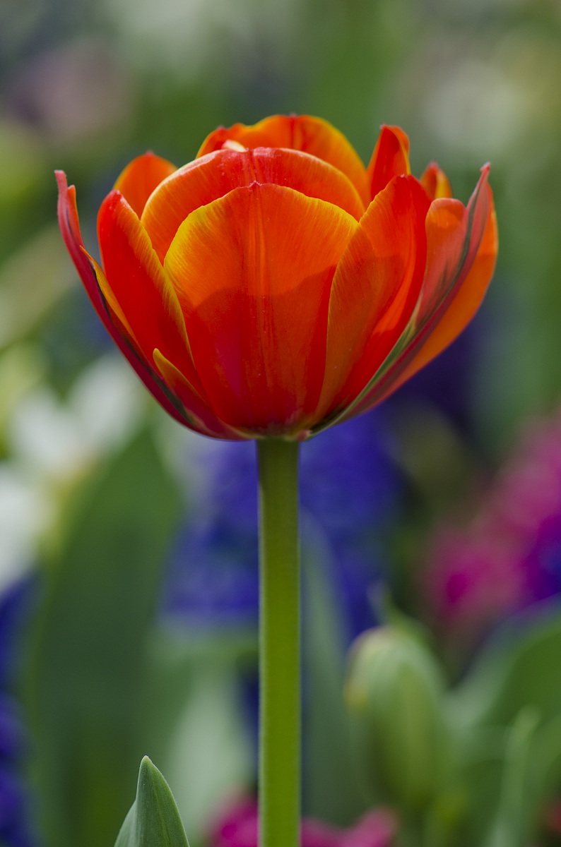 primari e complementari 2