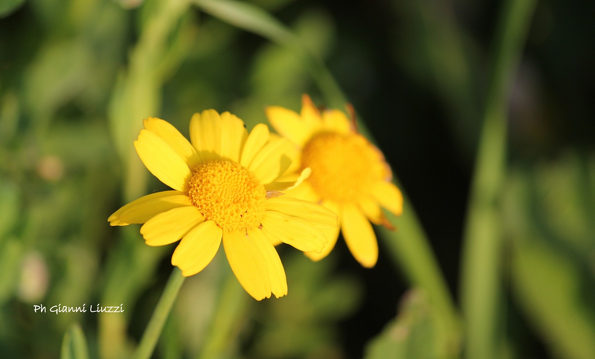 Yellow Daisies
