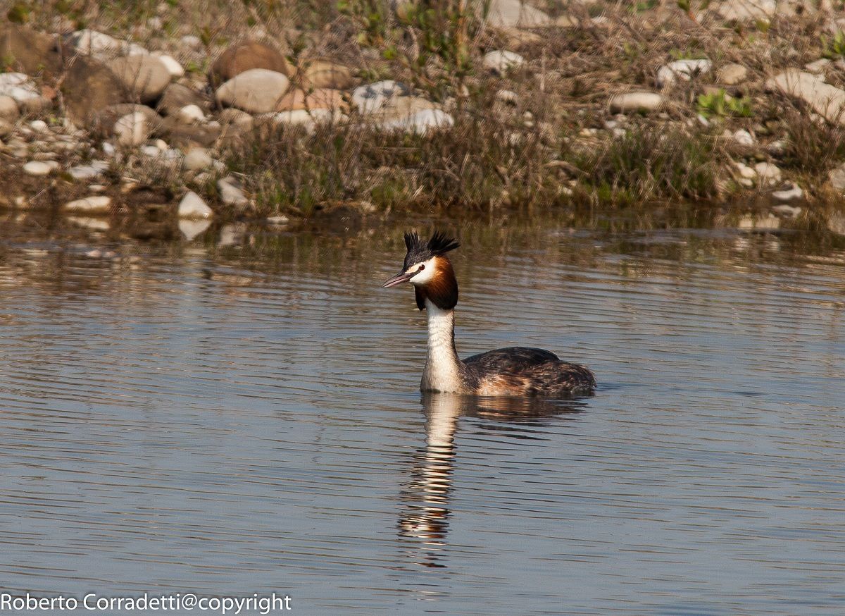 grebe