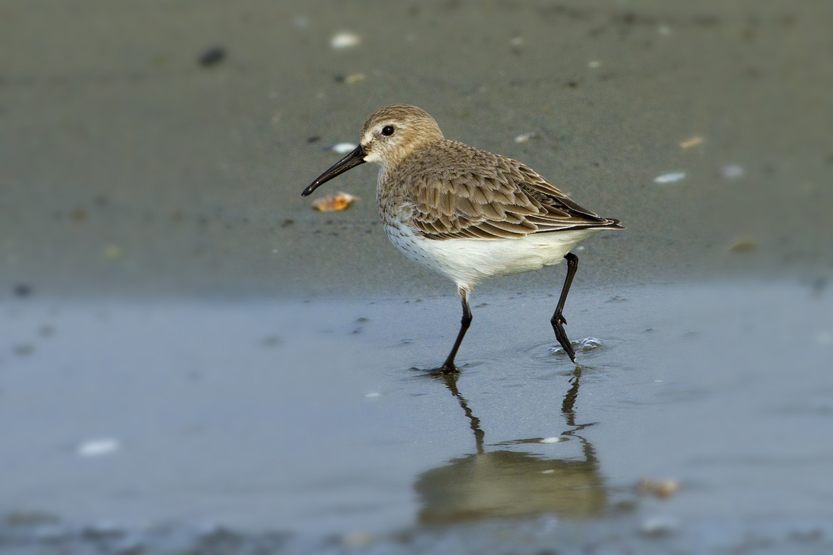 Dunlin