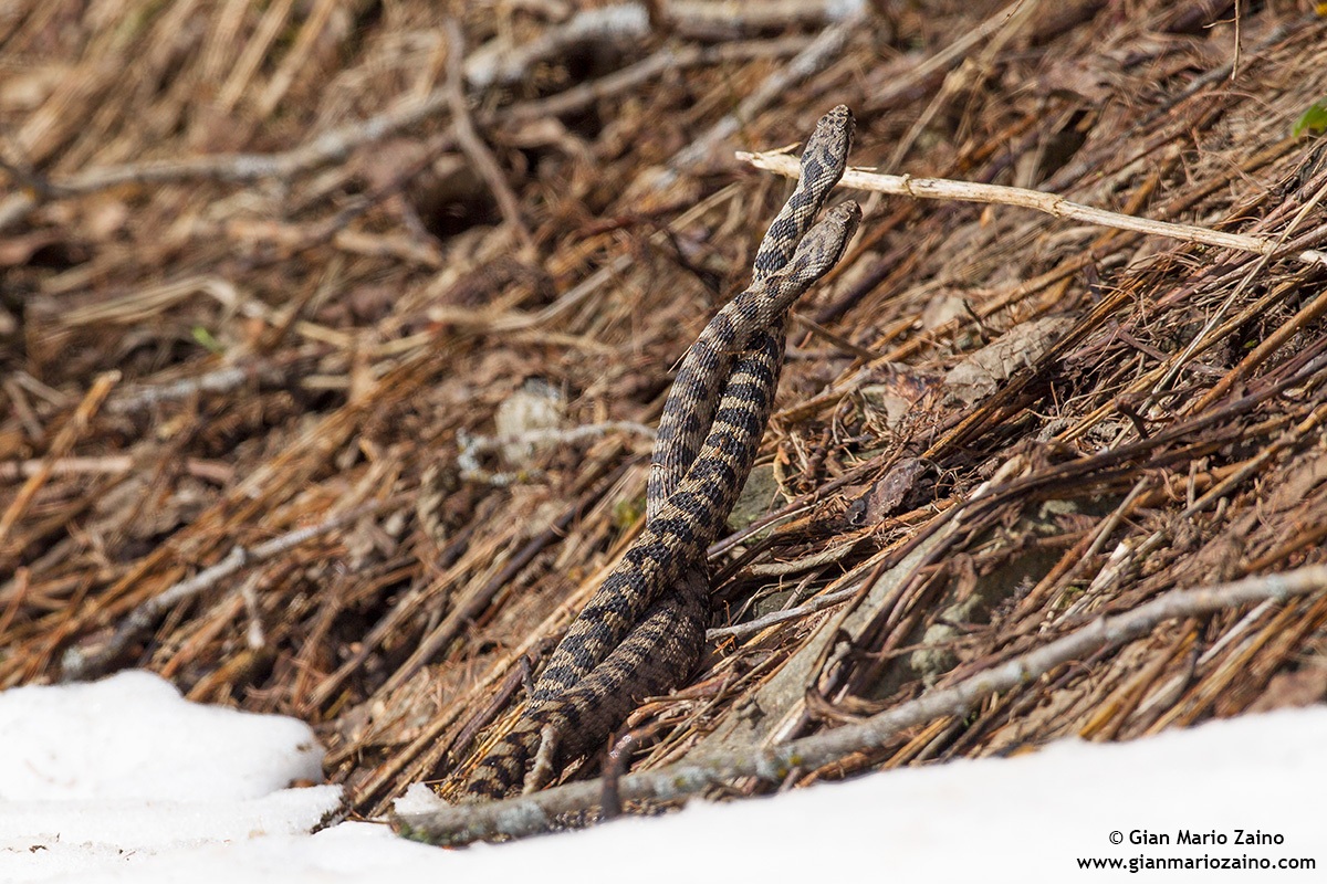 Rivalità tra vipere aspidi - 01