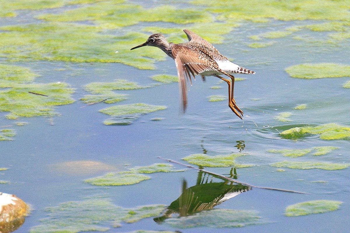 Wood Sandpiper