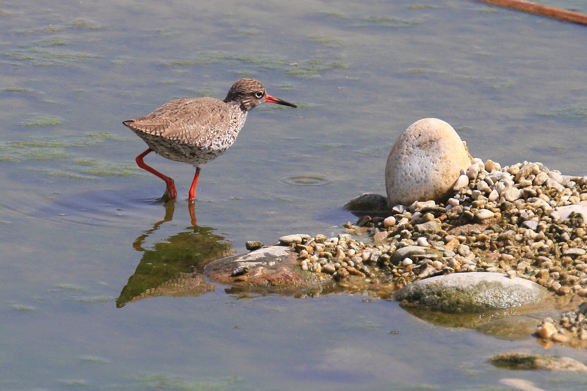 Redshank