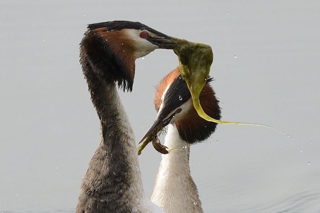 momenti di intimità svasso maggiore (Podiceps cristat...