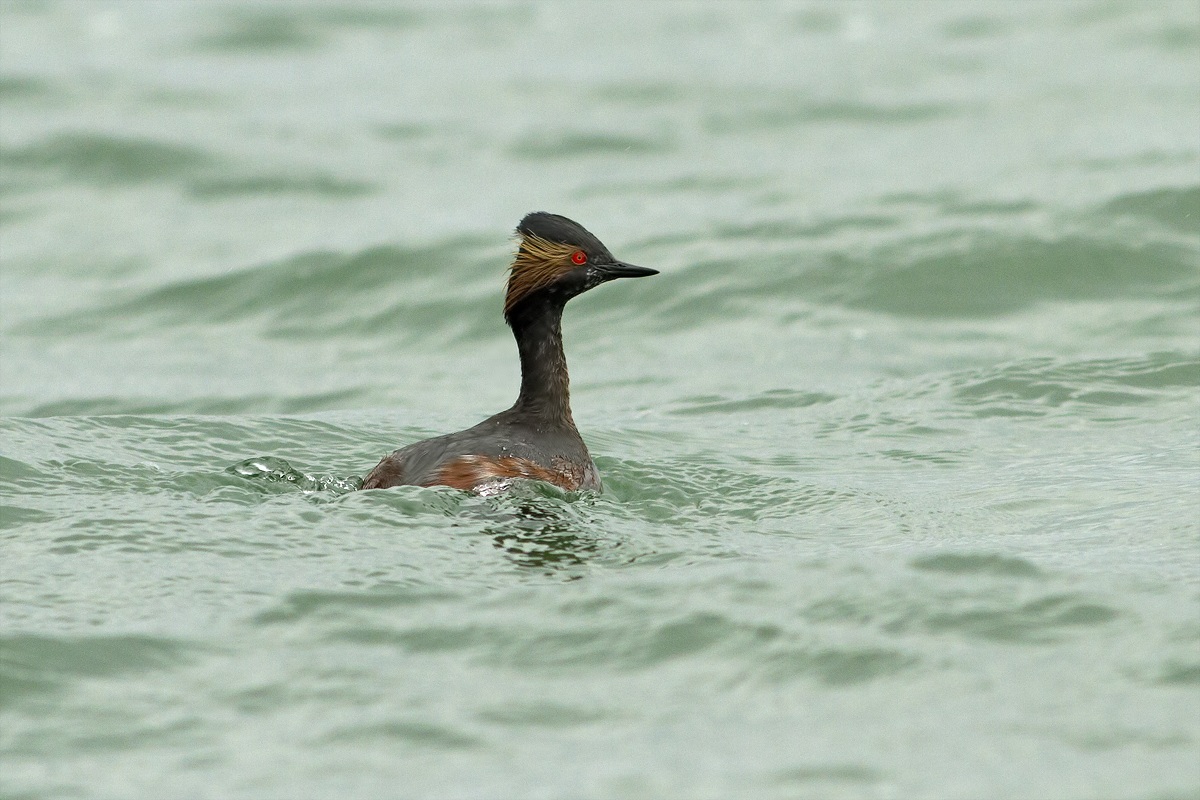 Grebe Minor