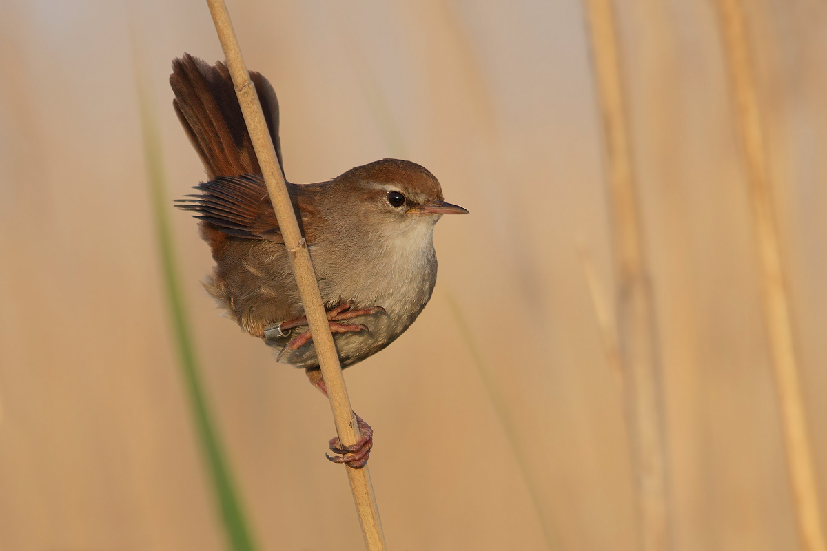 Cetti's Warbler