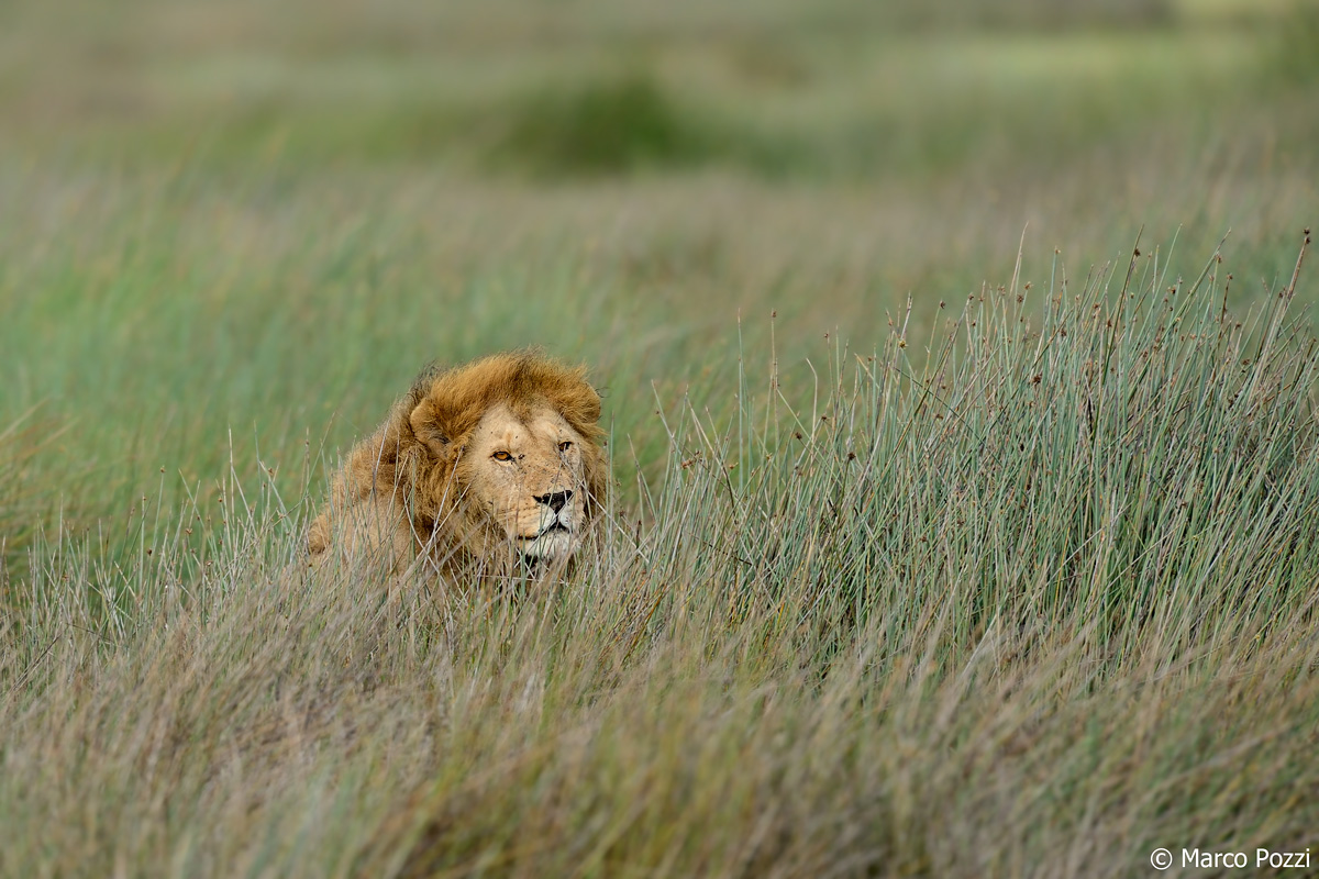 Lion in the grass