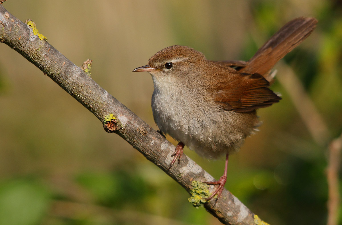 Cetti's Warbler