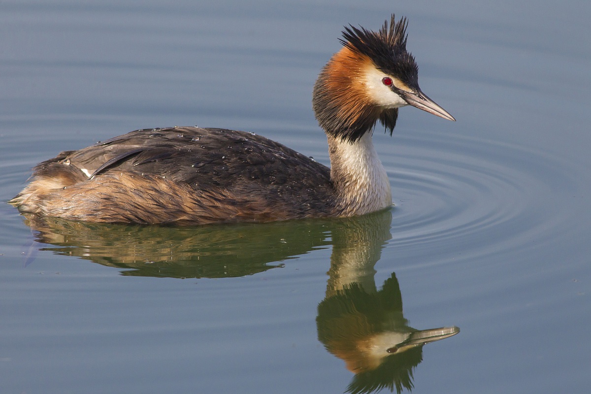 Grebe