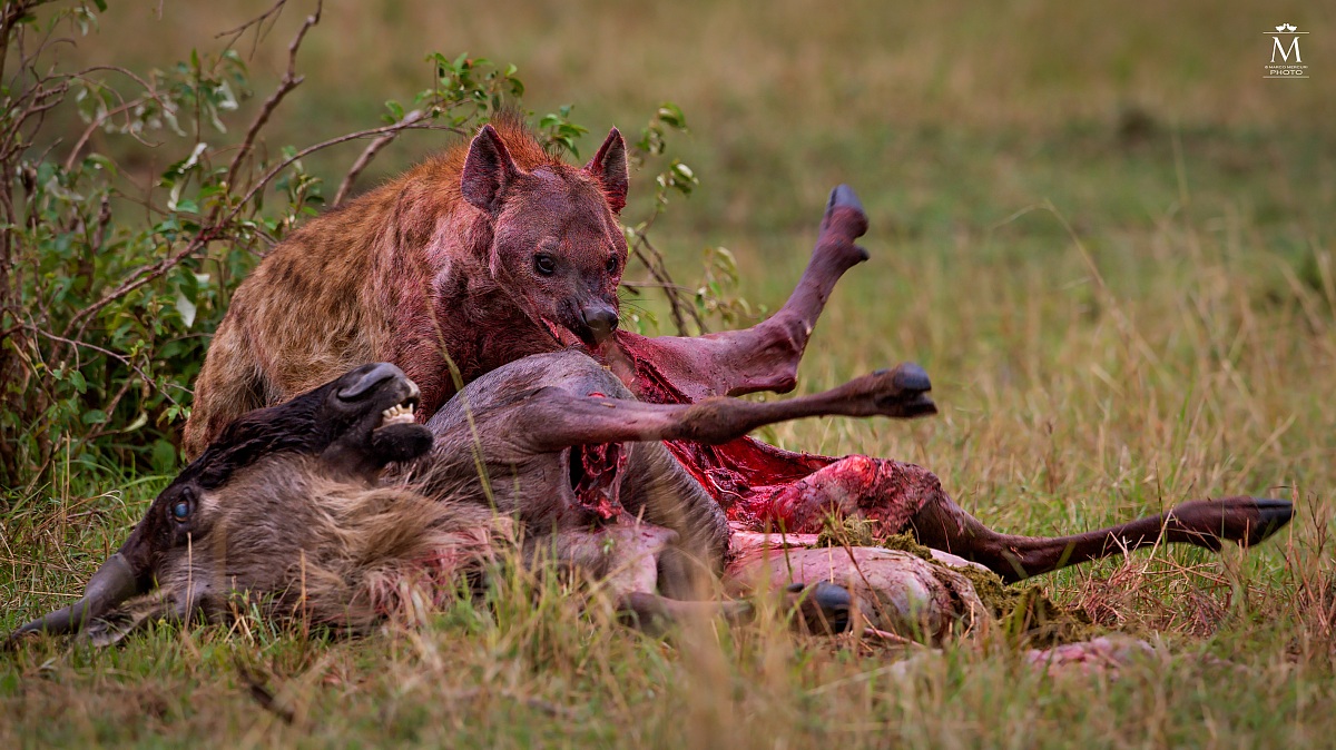 The Ferocity of the Hyena.