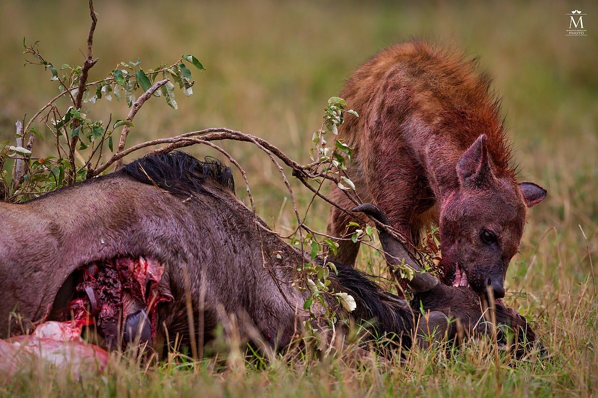 Last Bocconi before Escape.