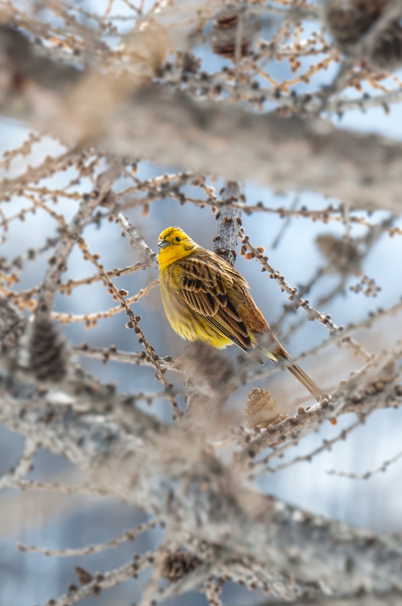 Bunting Yellow - Val di Rhemes