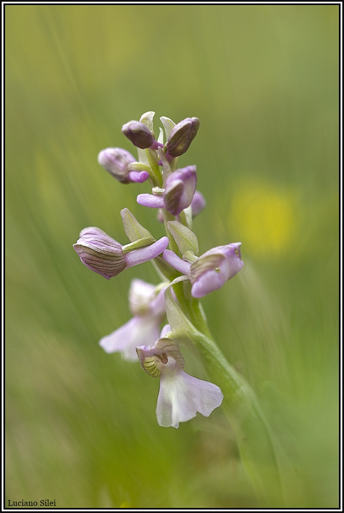 Anacamptis morio - pink version