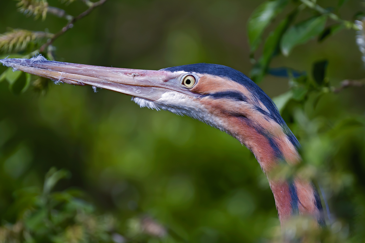 Heron with apochromatic
