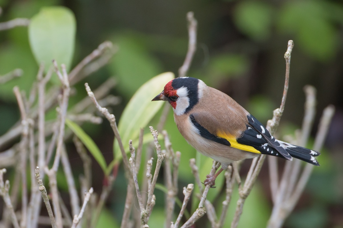 European goldfinch