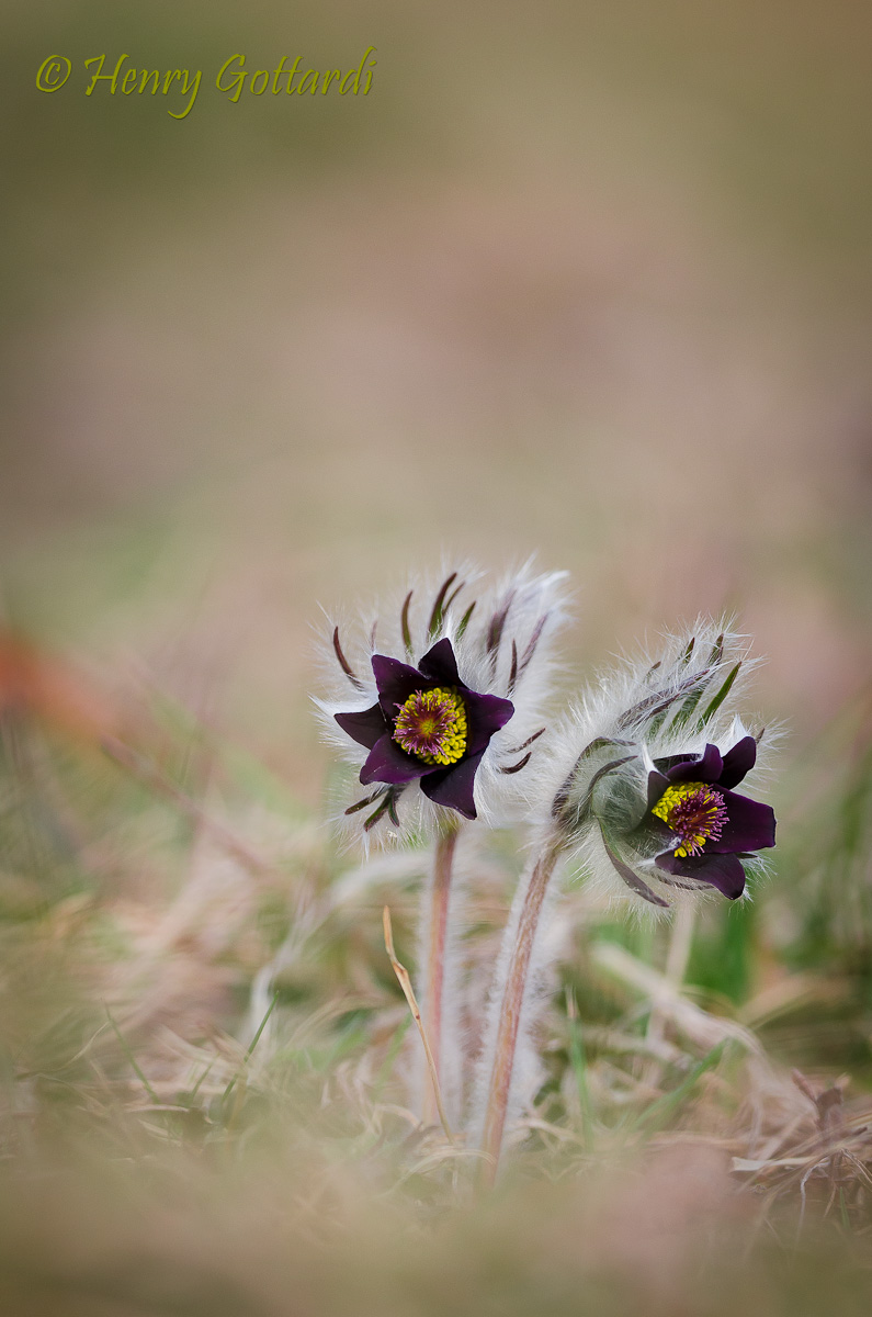 pulsatilla vulgaris