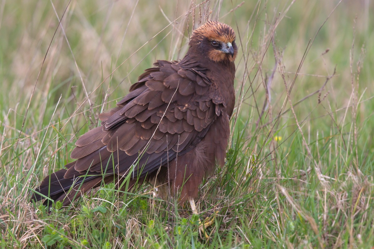 femmina di falco di palude