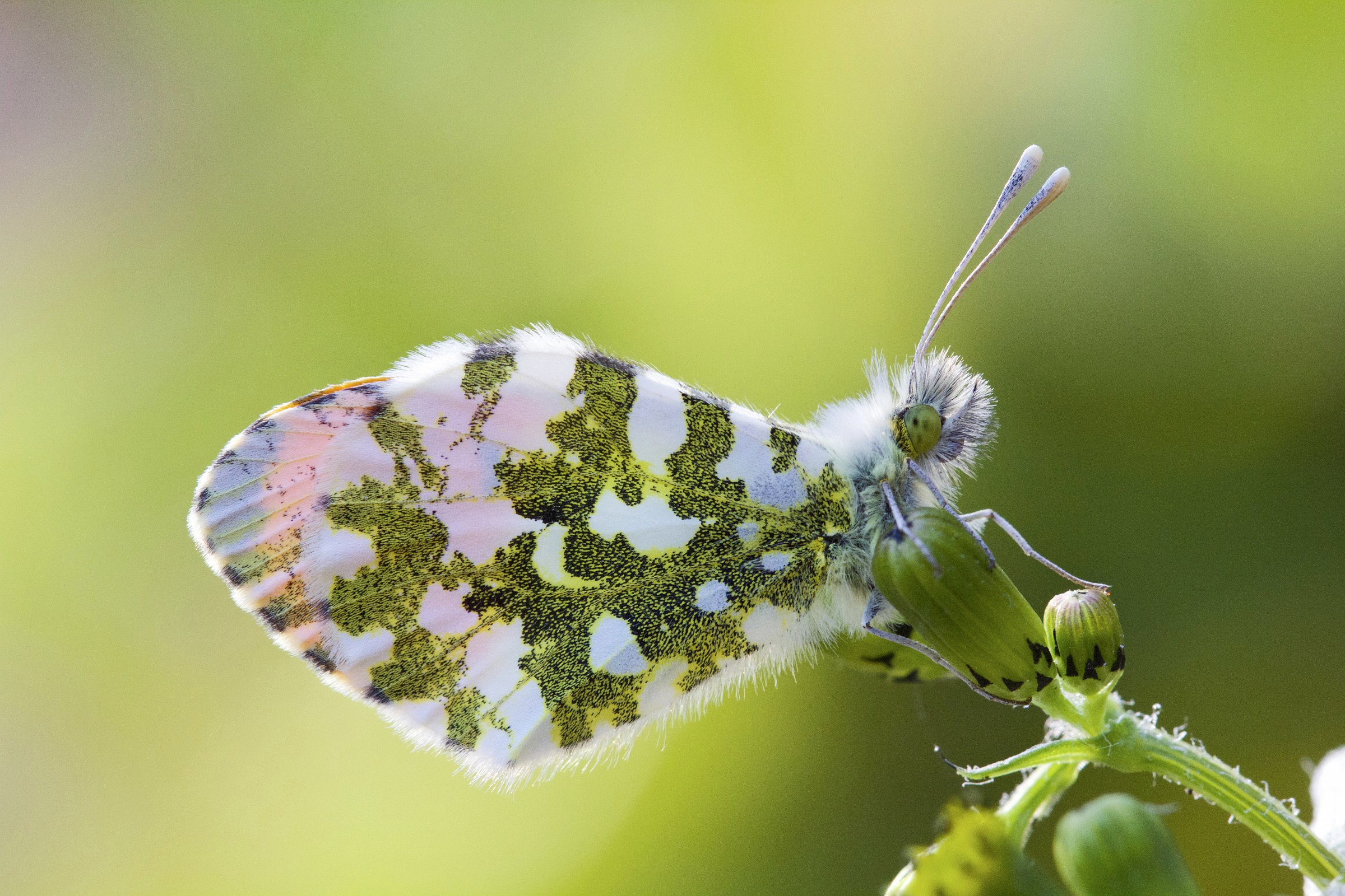Anthocharis cardamines (Maschio)