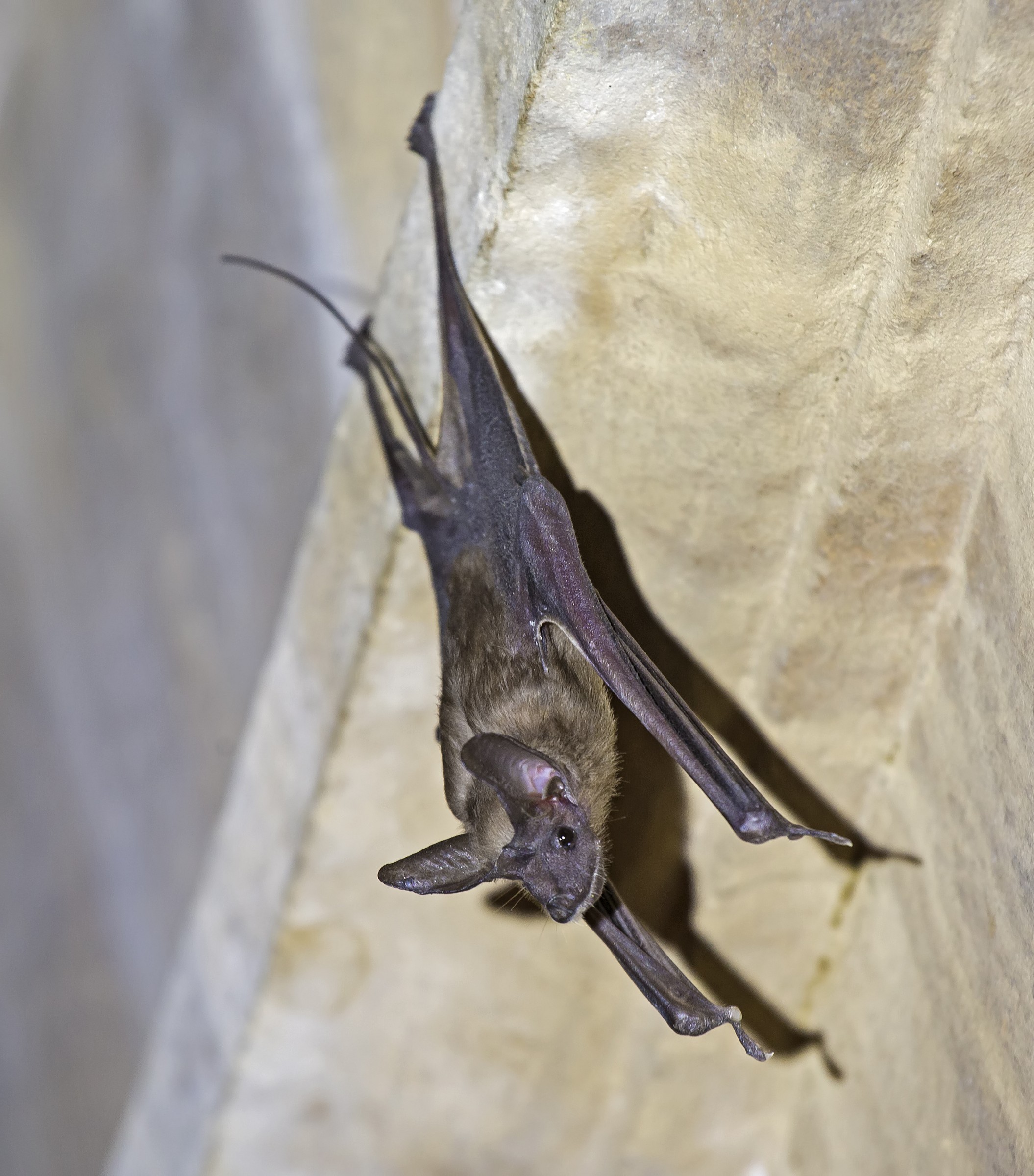 Rhinopoma mycrophyllum