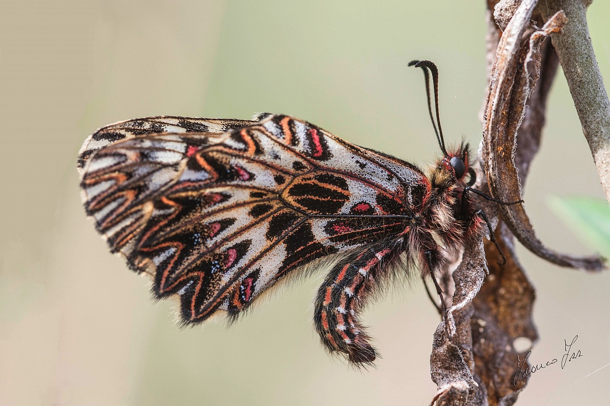 (zerynthia polixena)