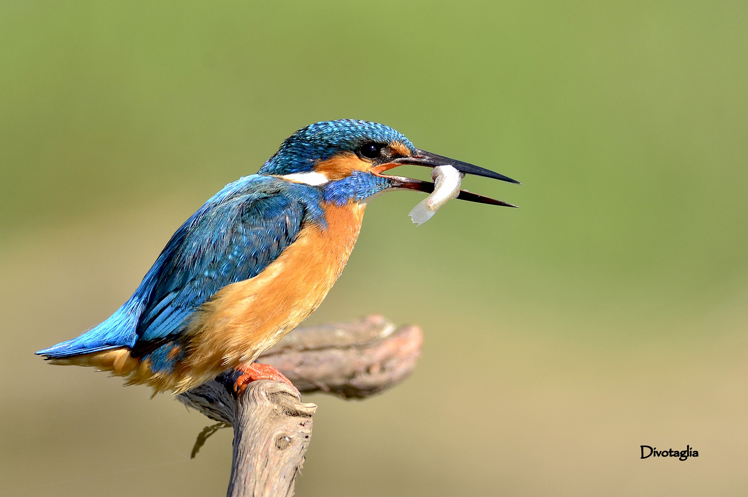 Martin pescatore (Alcedo atthis)