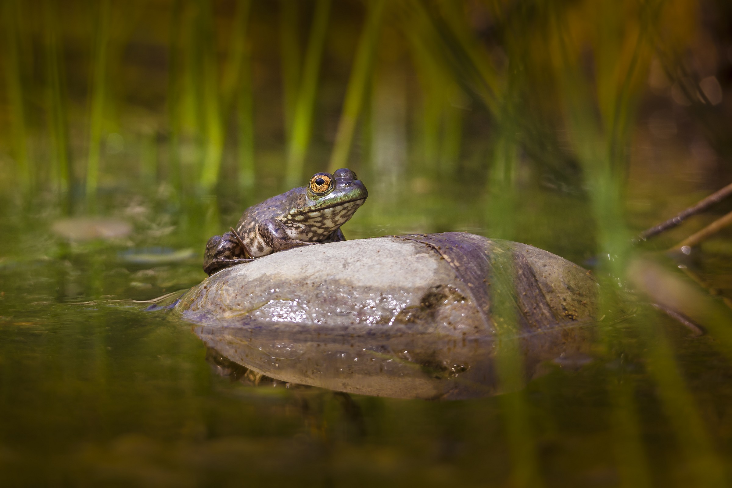 the king of the island
