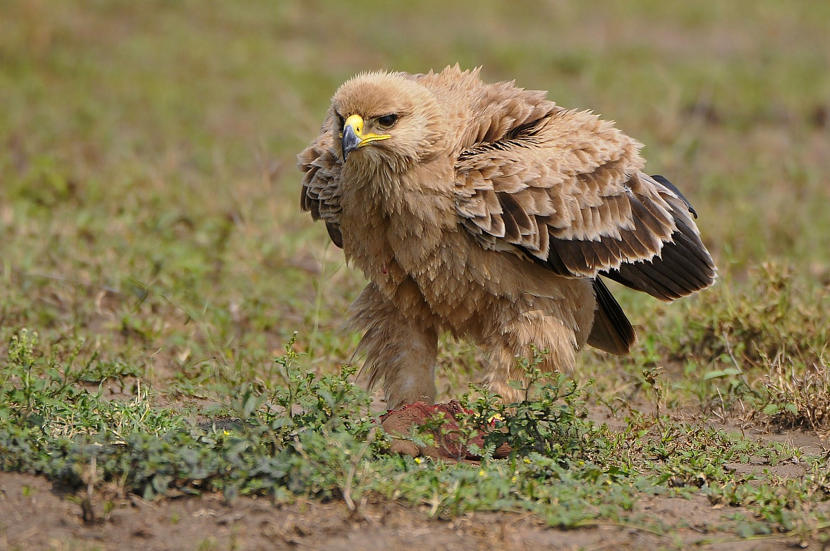 Tawny eagle con preda