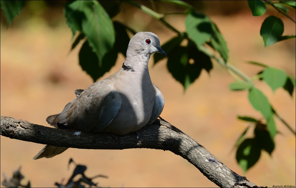 Collared Dove ...