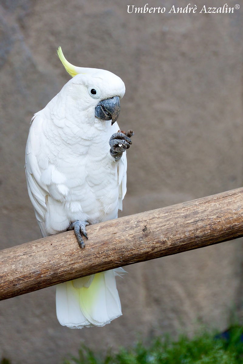 Cacatua