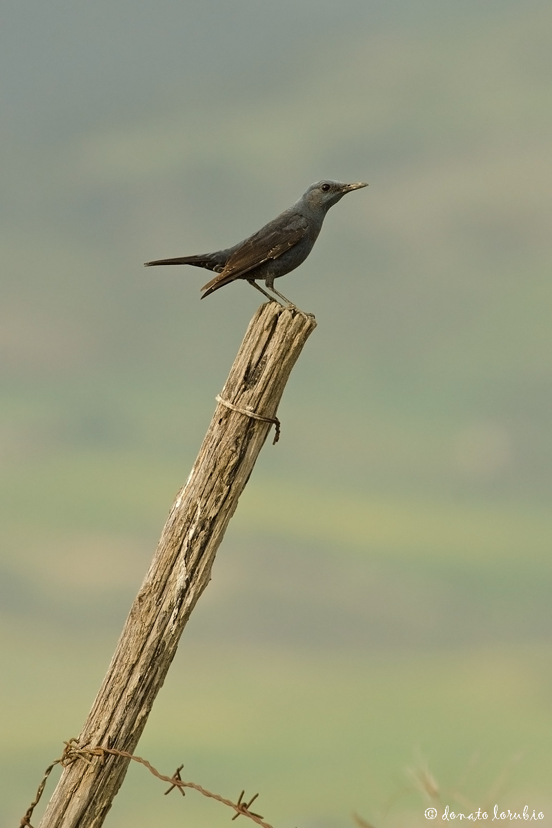 Blue Rock Thrush