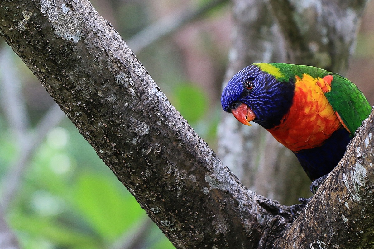 Rainbow Lorikeet