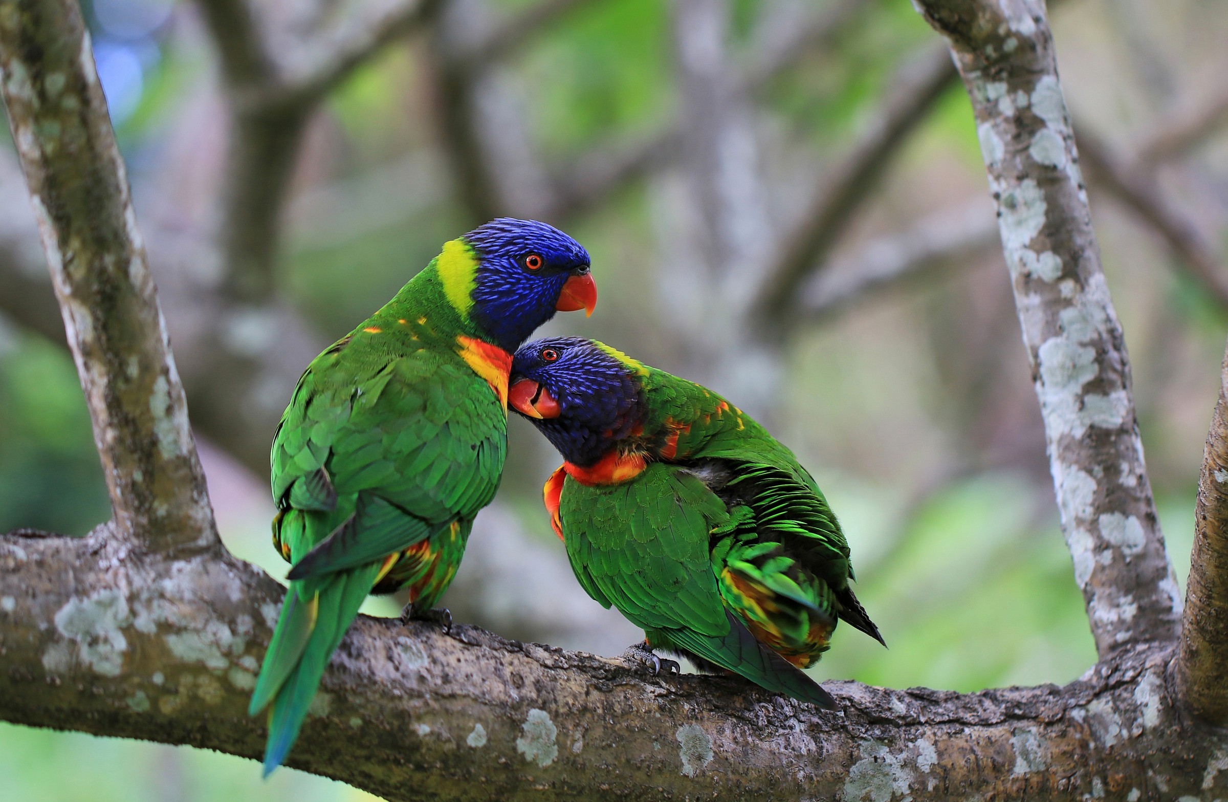 Rainbow Lorikeets