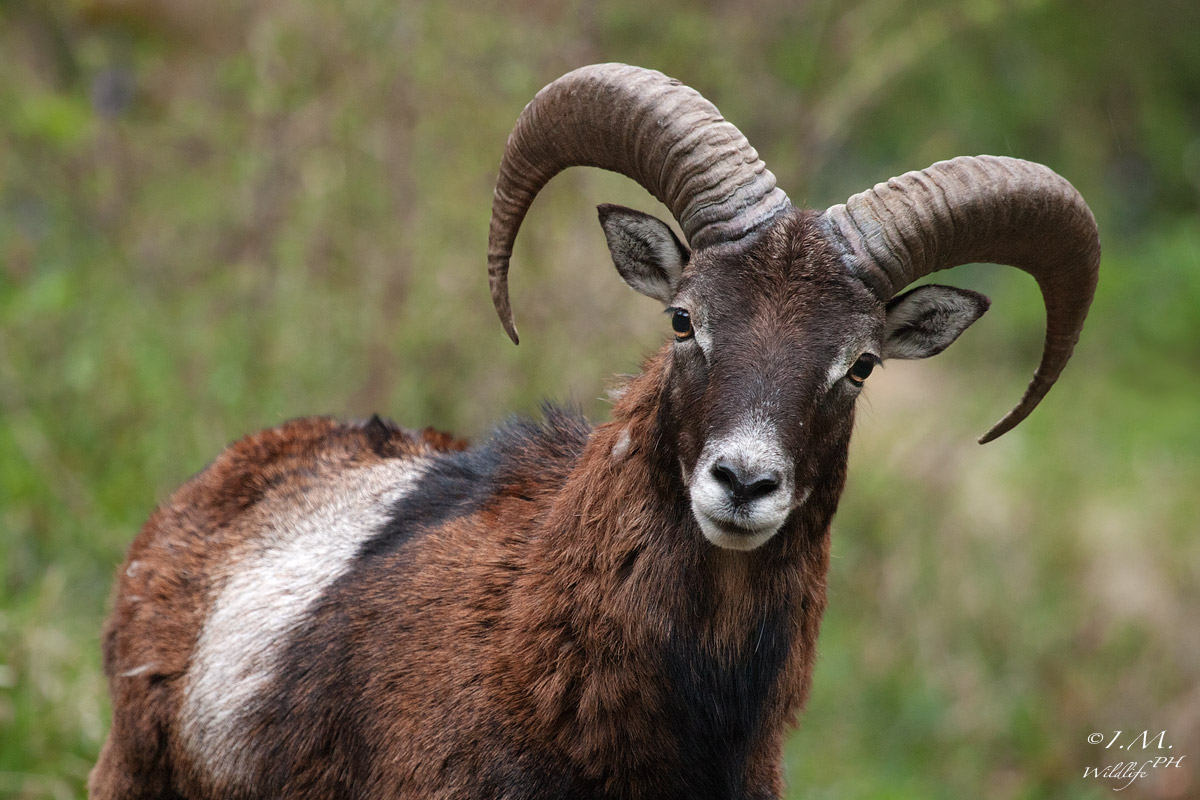 Muflone in primo piano