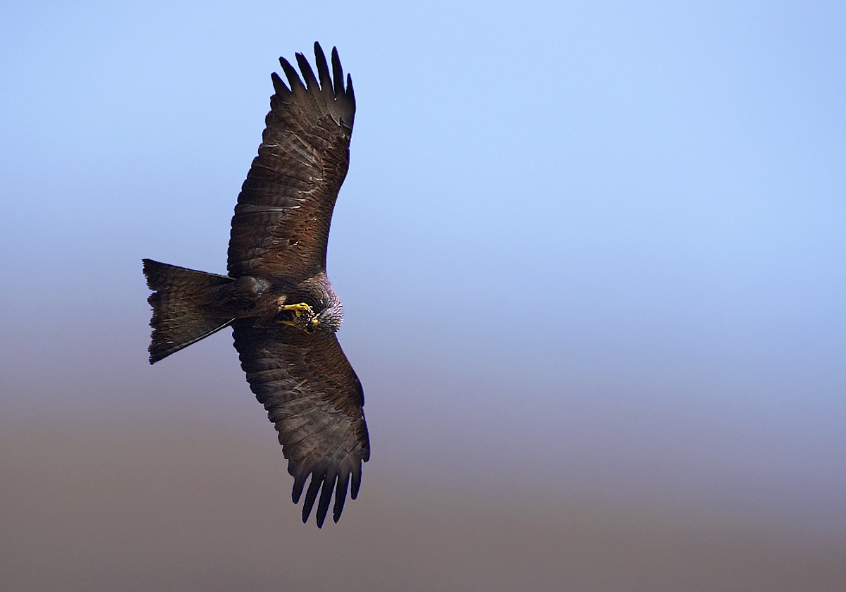 Black Kite in lunch break