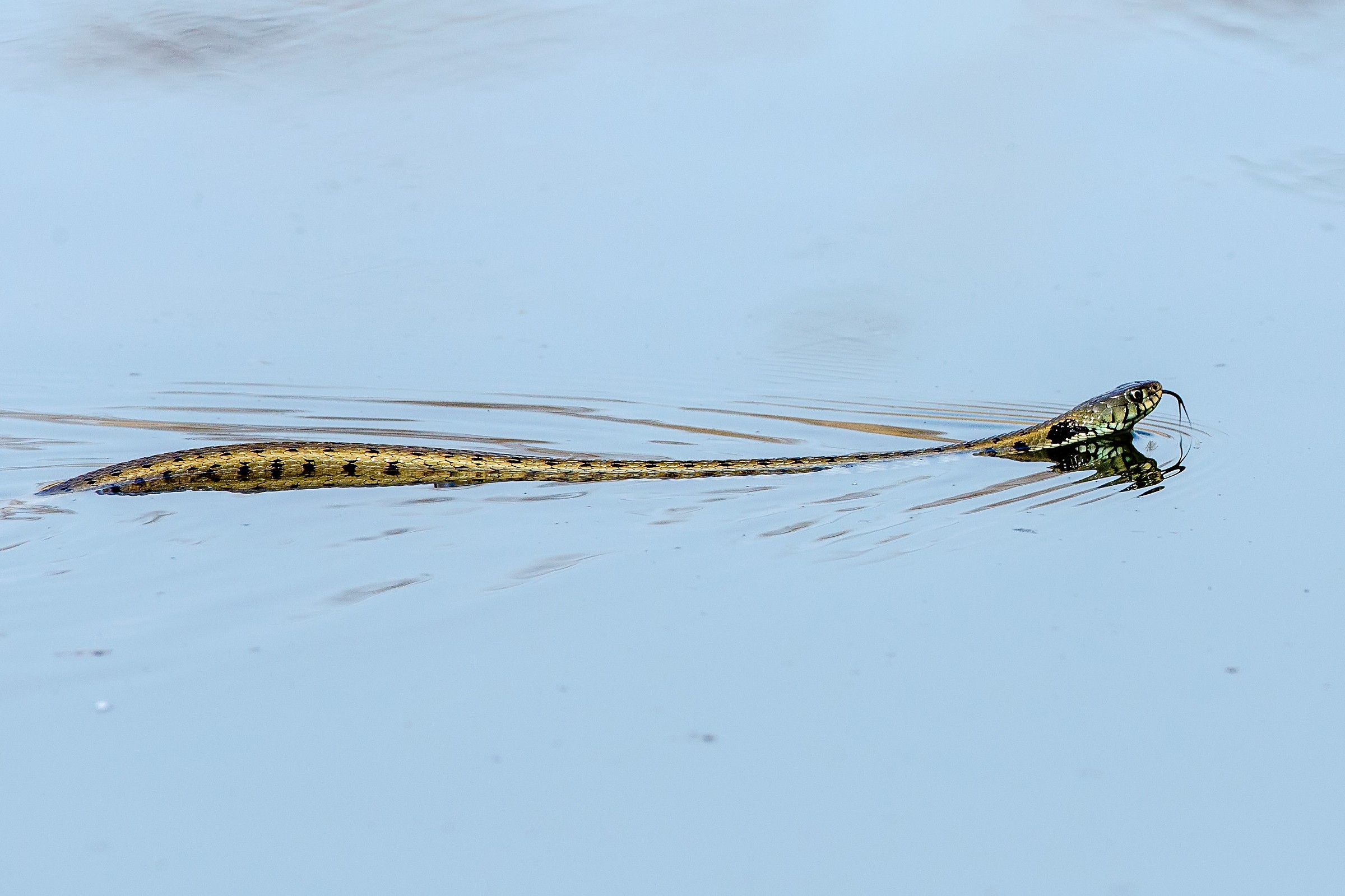 Ordinator for a walk