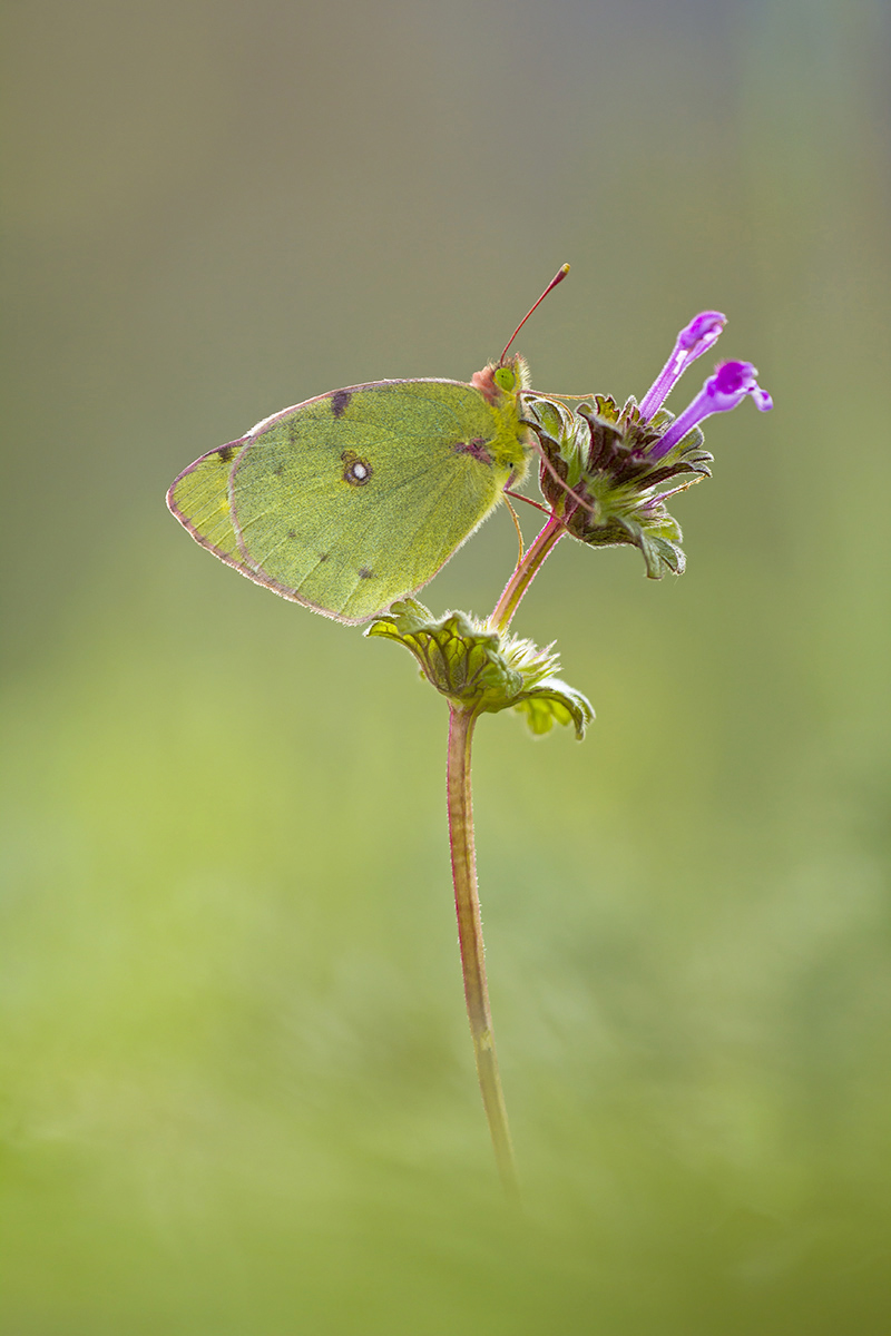 Colias croceus