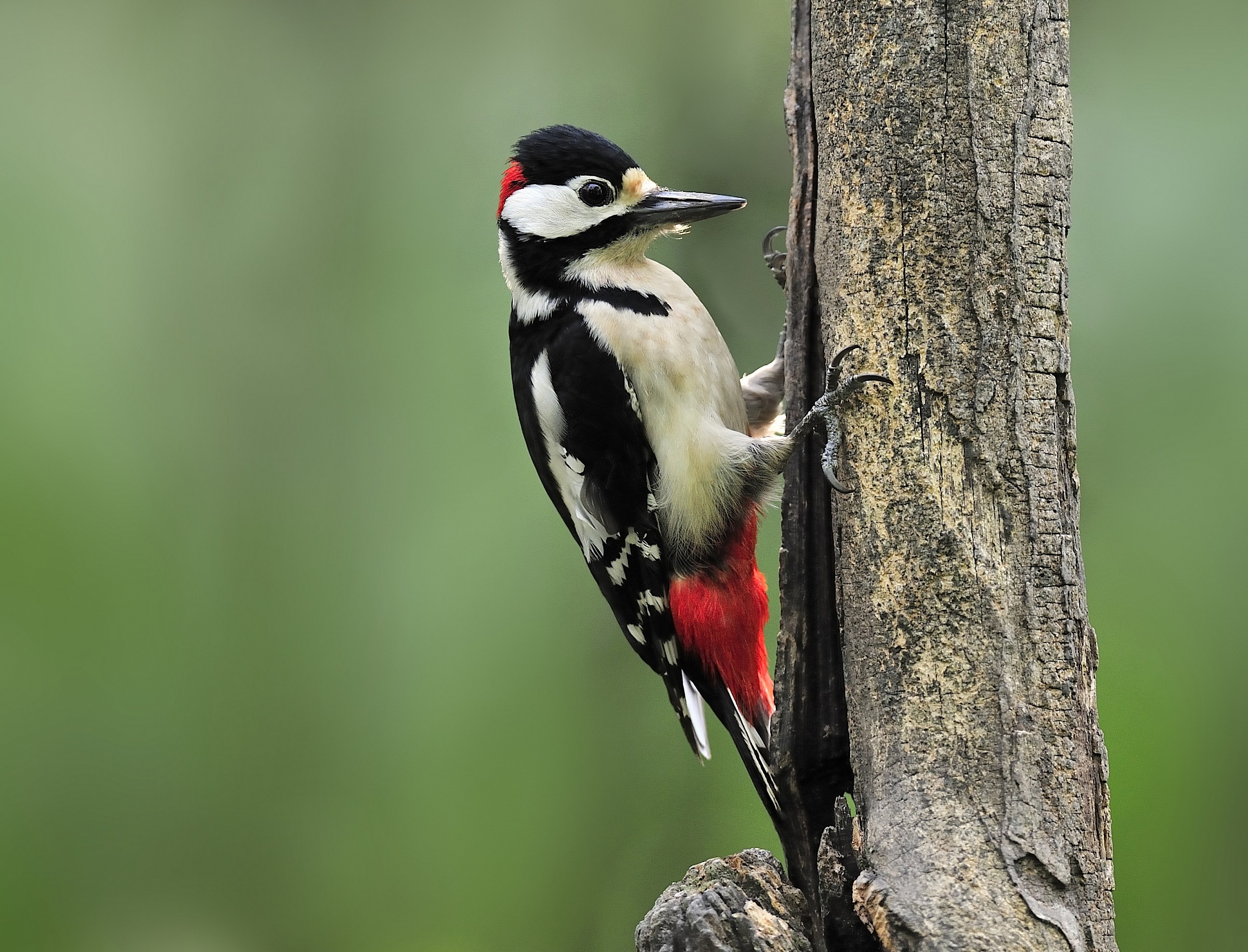 picchio rosso maggiore