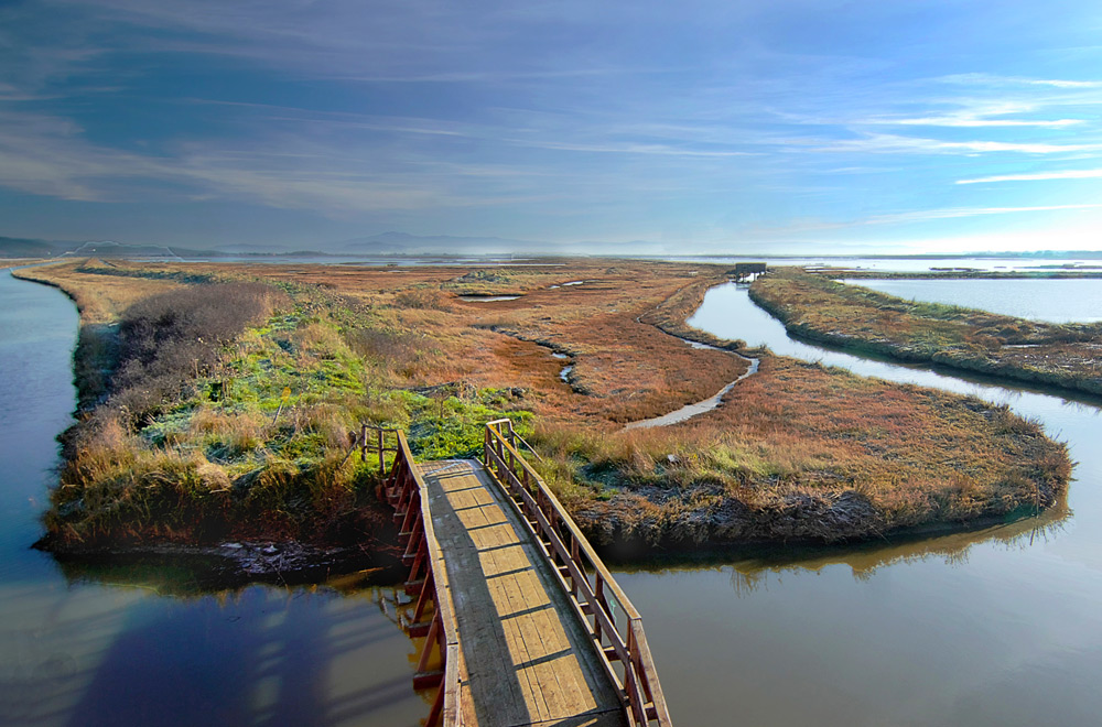 Diaccia botrona-Maremma