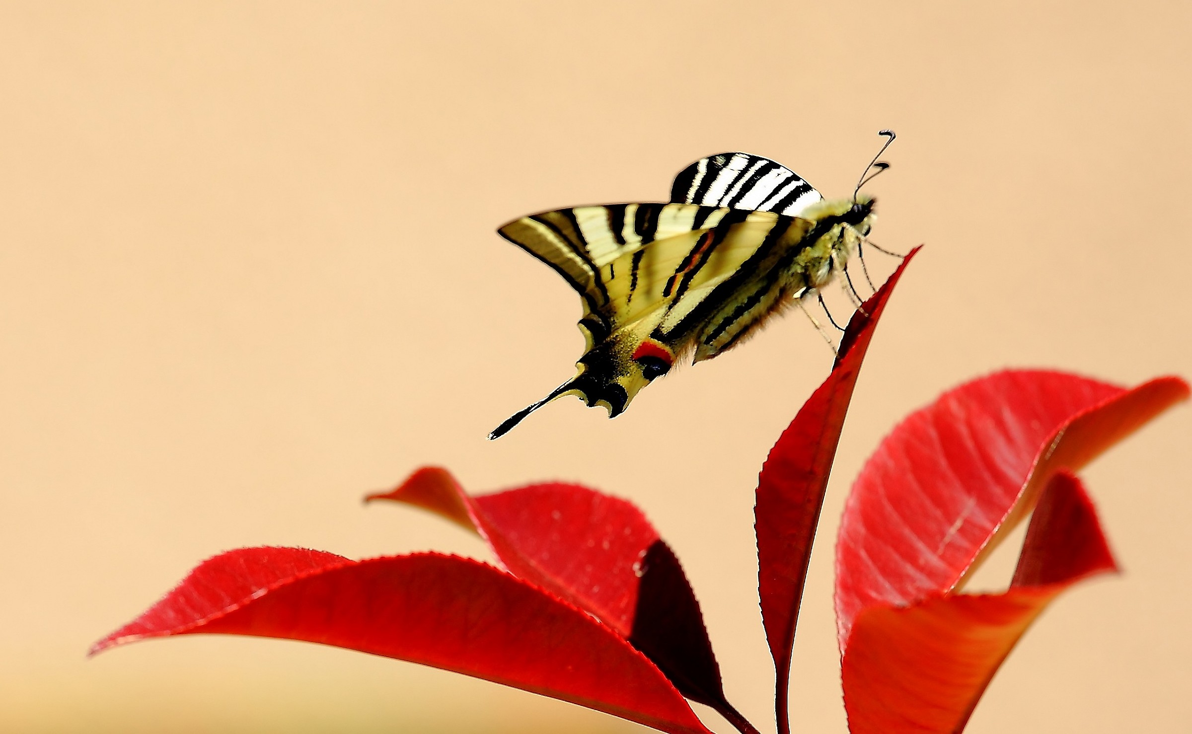 Macros without the macro.