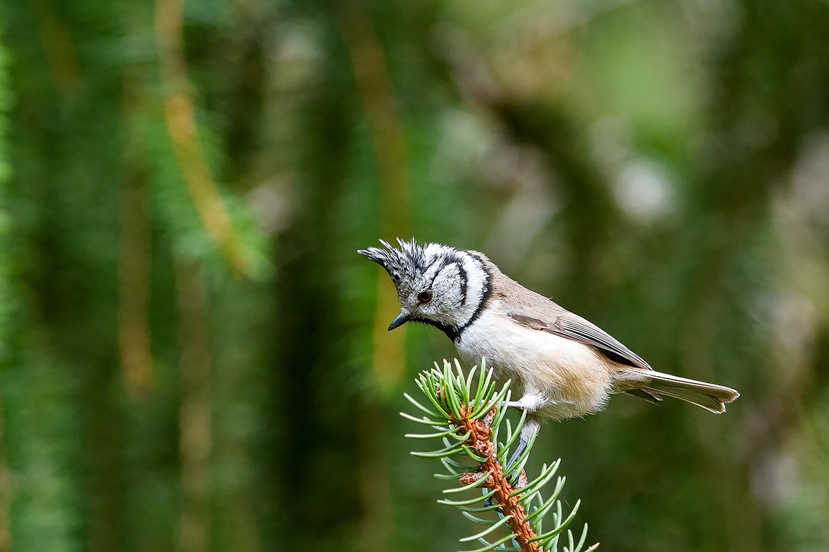 Crested tit