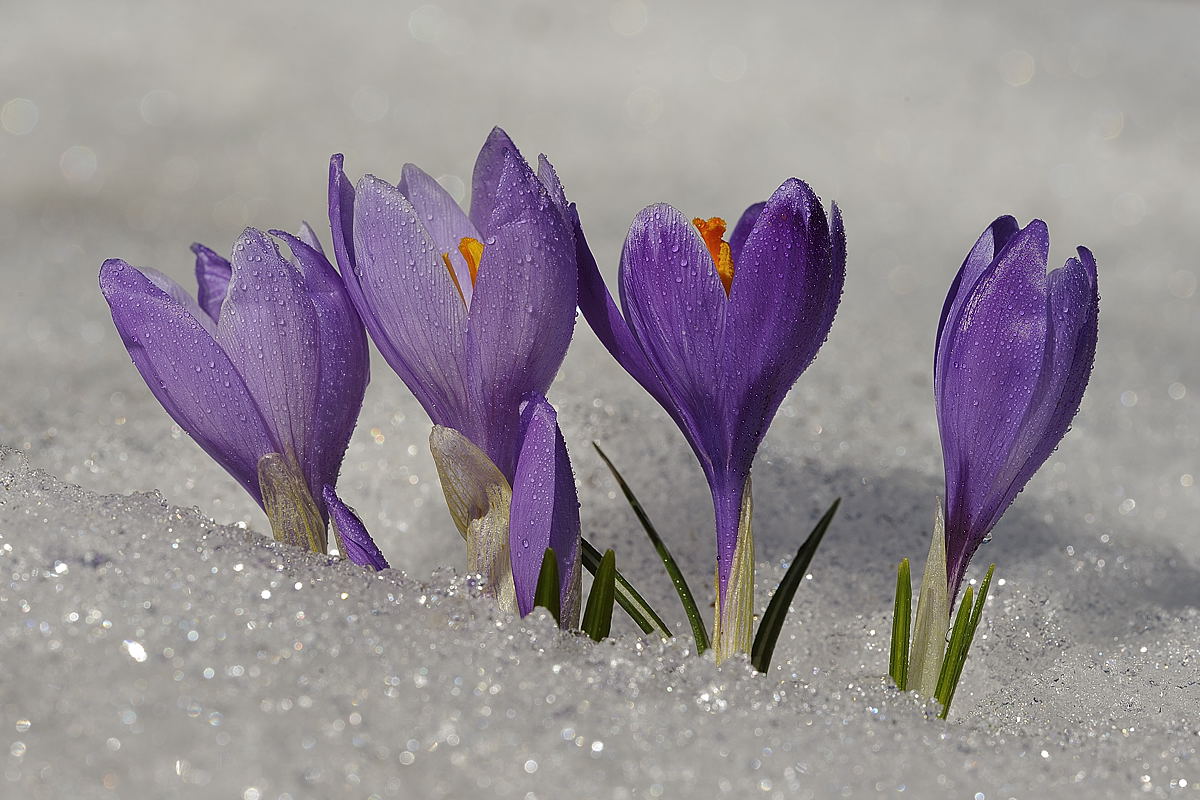 Crocus