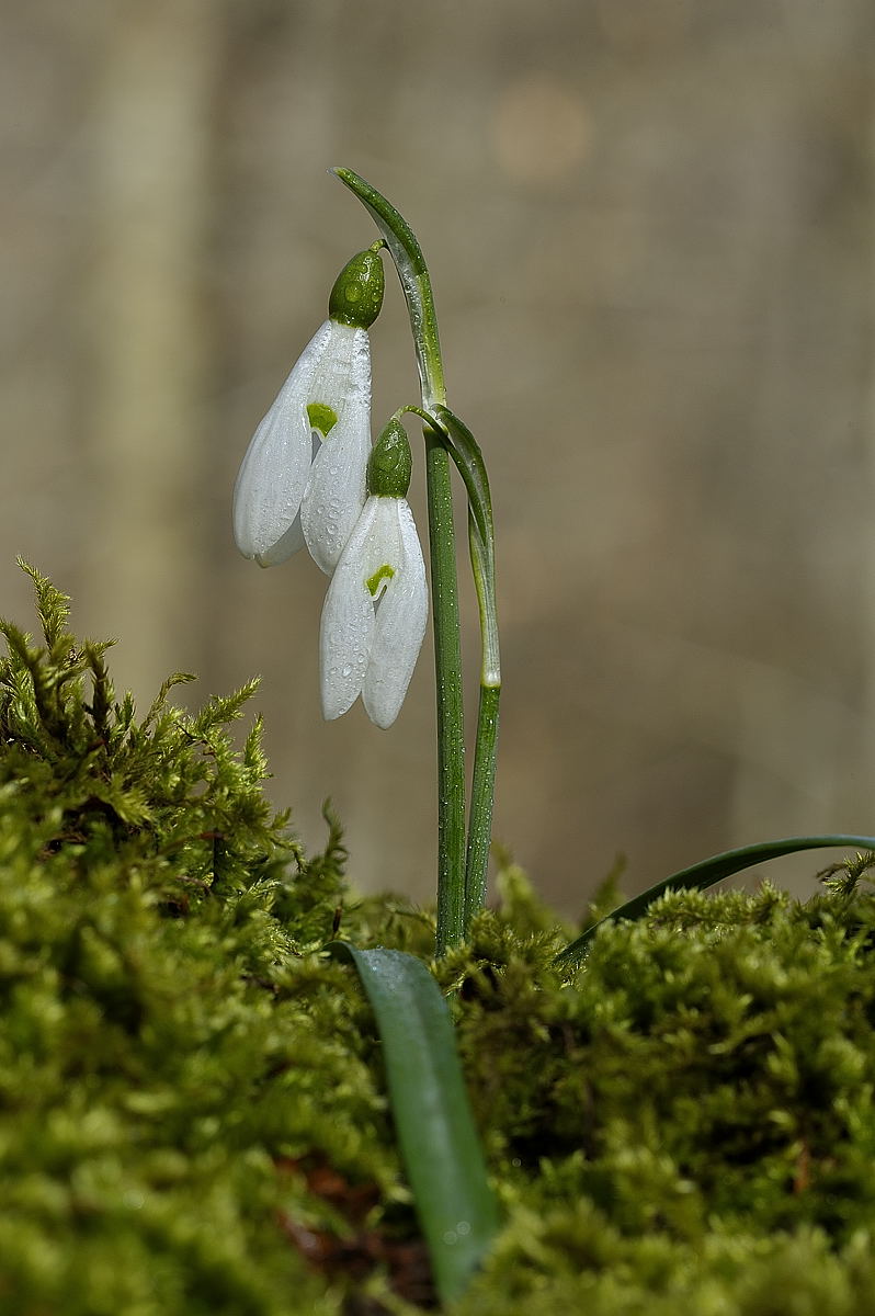 Snowdrop