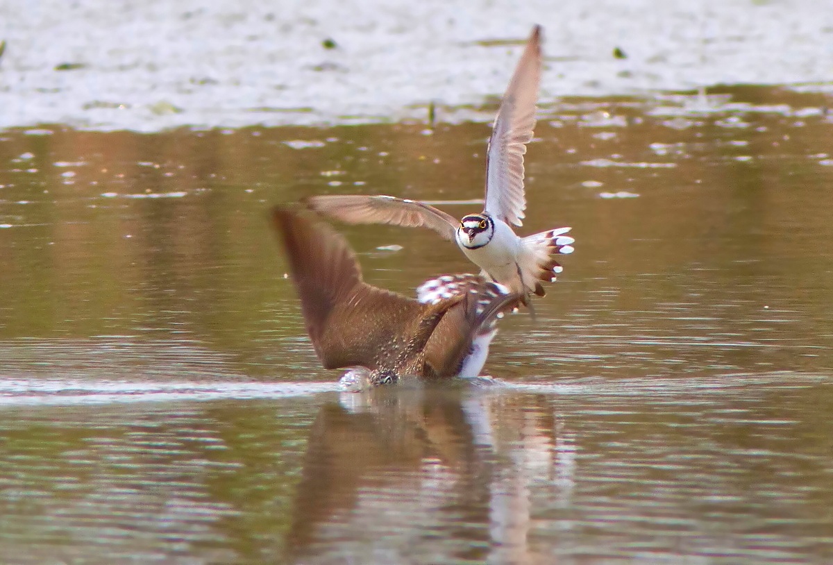 Corriere e Piro-Piro:Affondato prima di essere colpito!