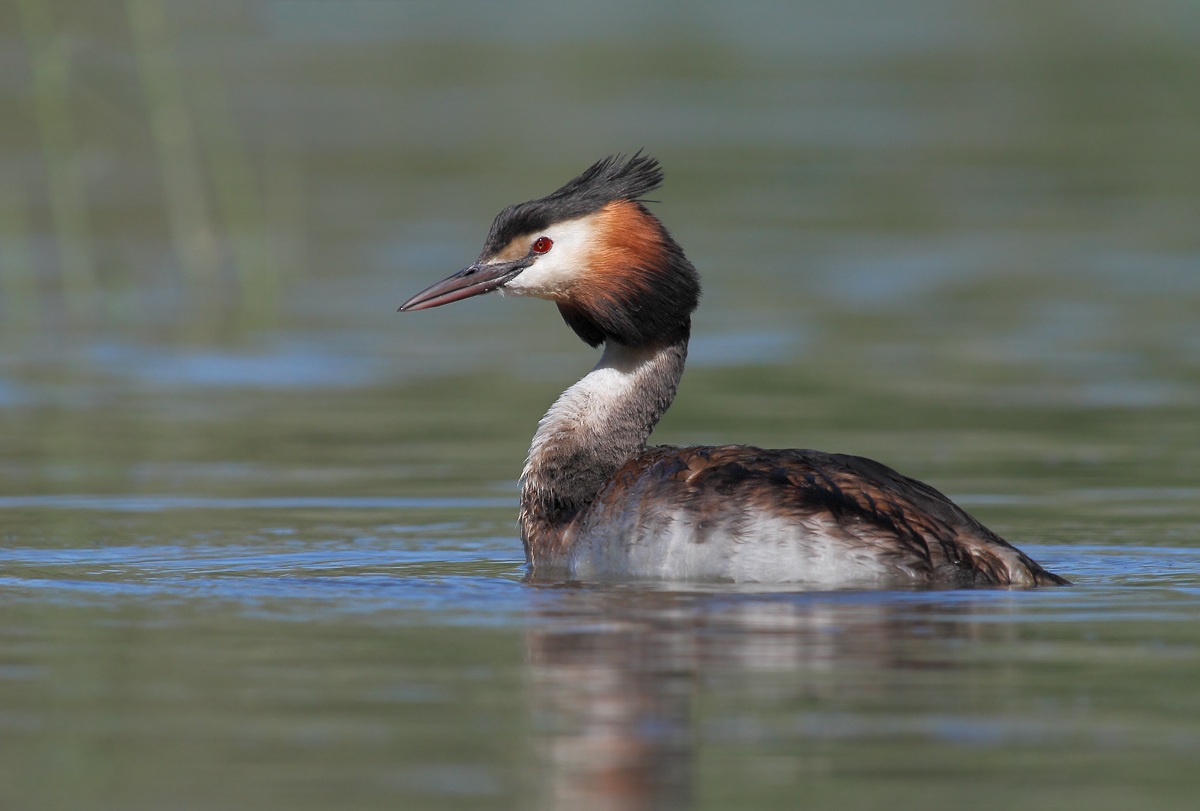 Great Crested Grebe