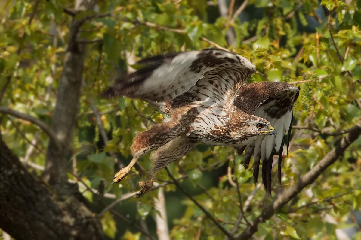 The dividend Buzzard