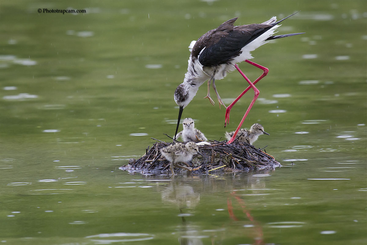 The care of the offspring