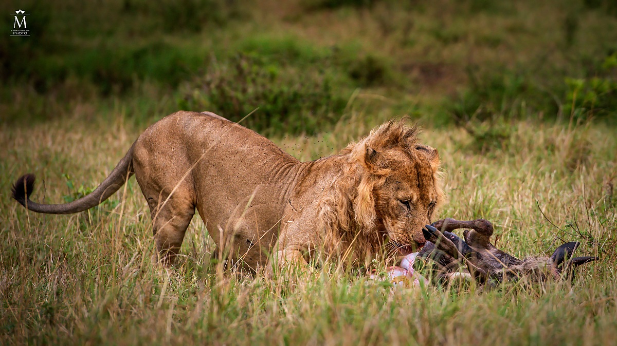 Dinner Time in the Mara.